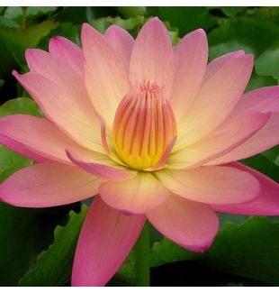 AFTERGLOW - TROPICAL WATER LILY PREMIUM $59.95