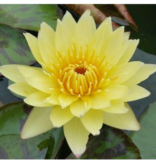 CARLAS SONSHINE - TROPICAL WATER LILY PREMIUM $59.95