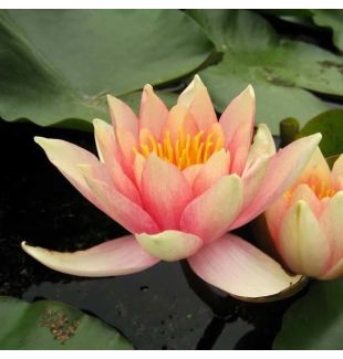 COMANCHE - HARDY WATER LILY $34.95