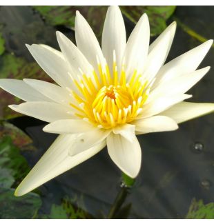 CRYSTAL - TROPICAL WATER LILY PREMIUM $59.95