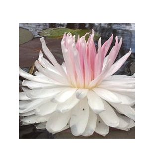 GLOIRE DU TEMPLE - SUL LOT - HARDY WATER LILY PREMIUM $42.95