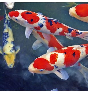 KOI VARIETY - $250.00