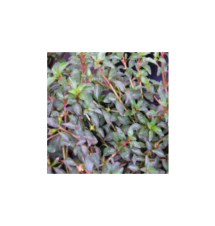 WATER PLANTS - LUDWIGIA $12.95