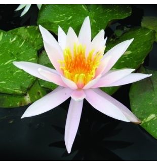 ARC EN CIEL - HARDY WATER LILY PREMIUM $42.95