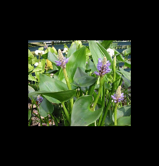 WATER PLANTS - PICKEREL RUSH $12.95