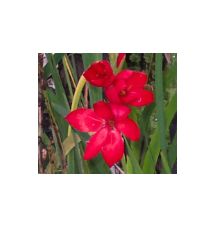 WATER PLANTS - WATER HIBISCUS $12.95