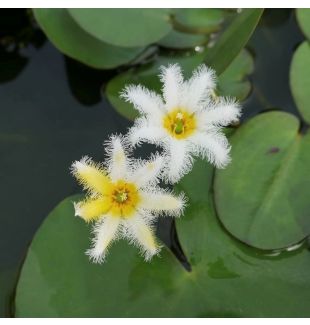 WATER PLANTS - SNOWFLAKE $15.95