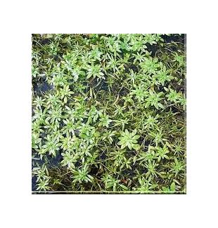 WATER PLANTS - STAR WORT $12.95