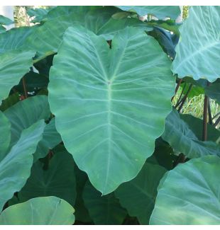 WATER PLANTS - TARO $12.95