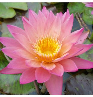 TROPICAL SUNSET - TROPICAL WATER LILY PREMIUM $59.95