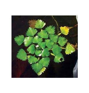 WATER PLANTS - WATER CHESTNUT $12.95